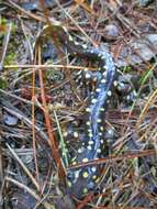 Image of Tarahumara Salamander