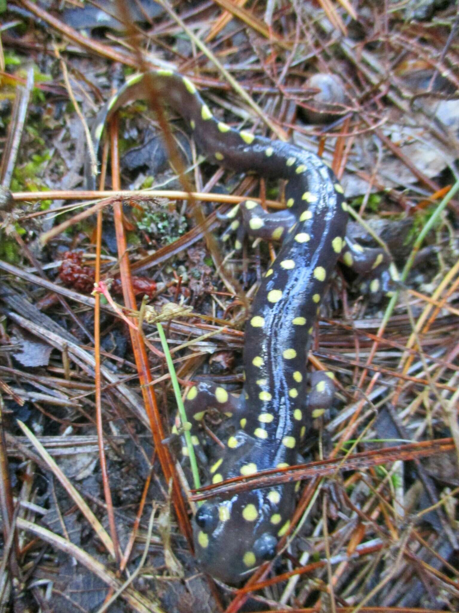 Image of Tarahumara Salamander