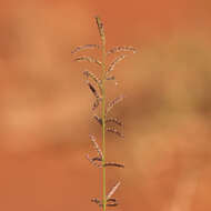 Image of Eragrostis eriopoda Benth.