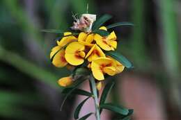 Image of Pultenaea retusa Sm.