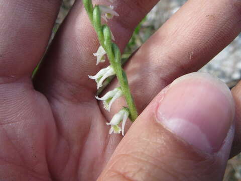 Imagem de Spiranthes torta (Thunb.) Garay & H. R. Sweet