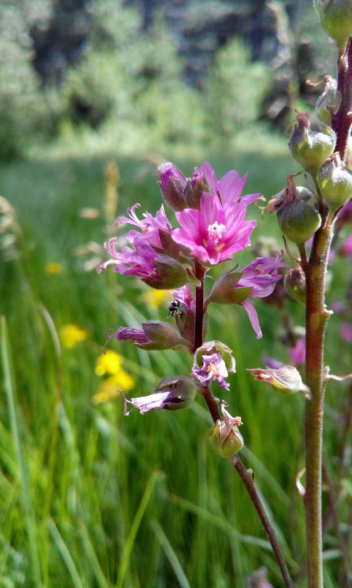 Image of Oregon checkerbloom