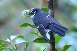 Image of Friendly Fantail