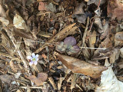 Image of roundlobe hepatica