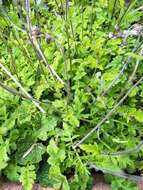 Image of Triplostegia glandulifera Wall.