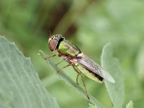 Image de Odontomyia decipiens (Guerin-Meneville 1838)