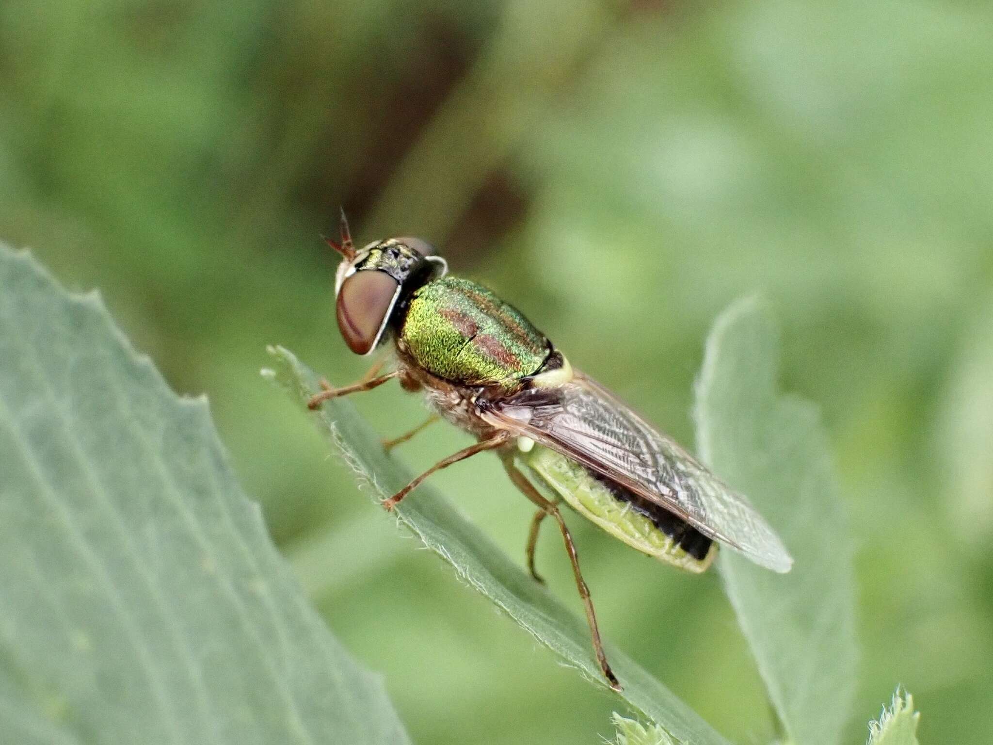 Image de Odontomyia decipiens (Guerin-Meneville 1838)