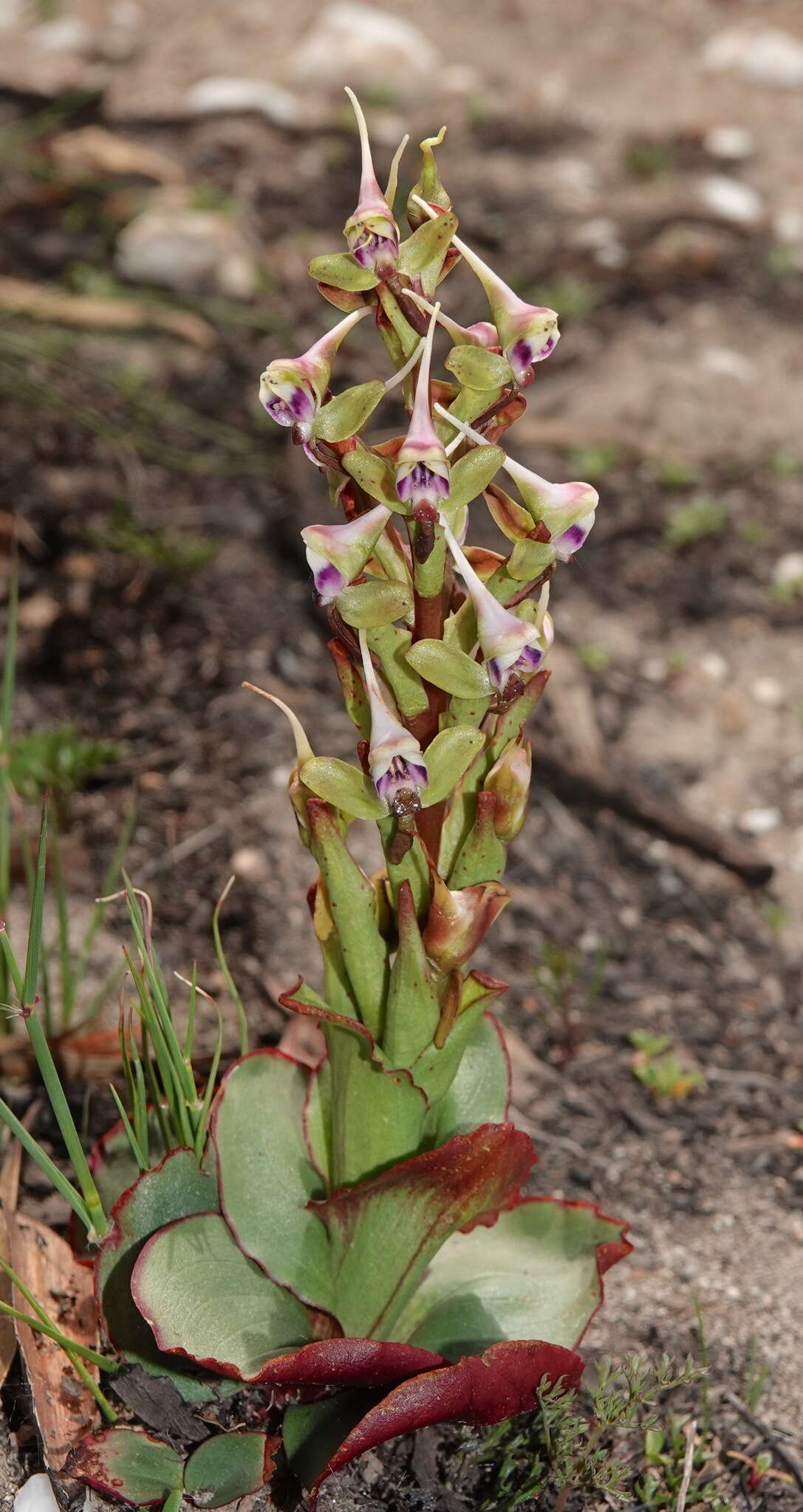 Imagem de Disa ovalifolia Sond.