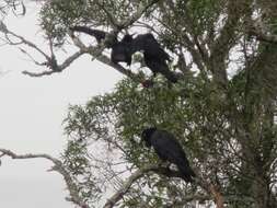 Imagem de Corvus coronoides coronoides Vigors & Horsfield 1827