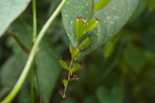 Imagem de Dioscorea piperifolia Humb. & Bonpl. ex Willd.