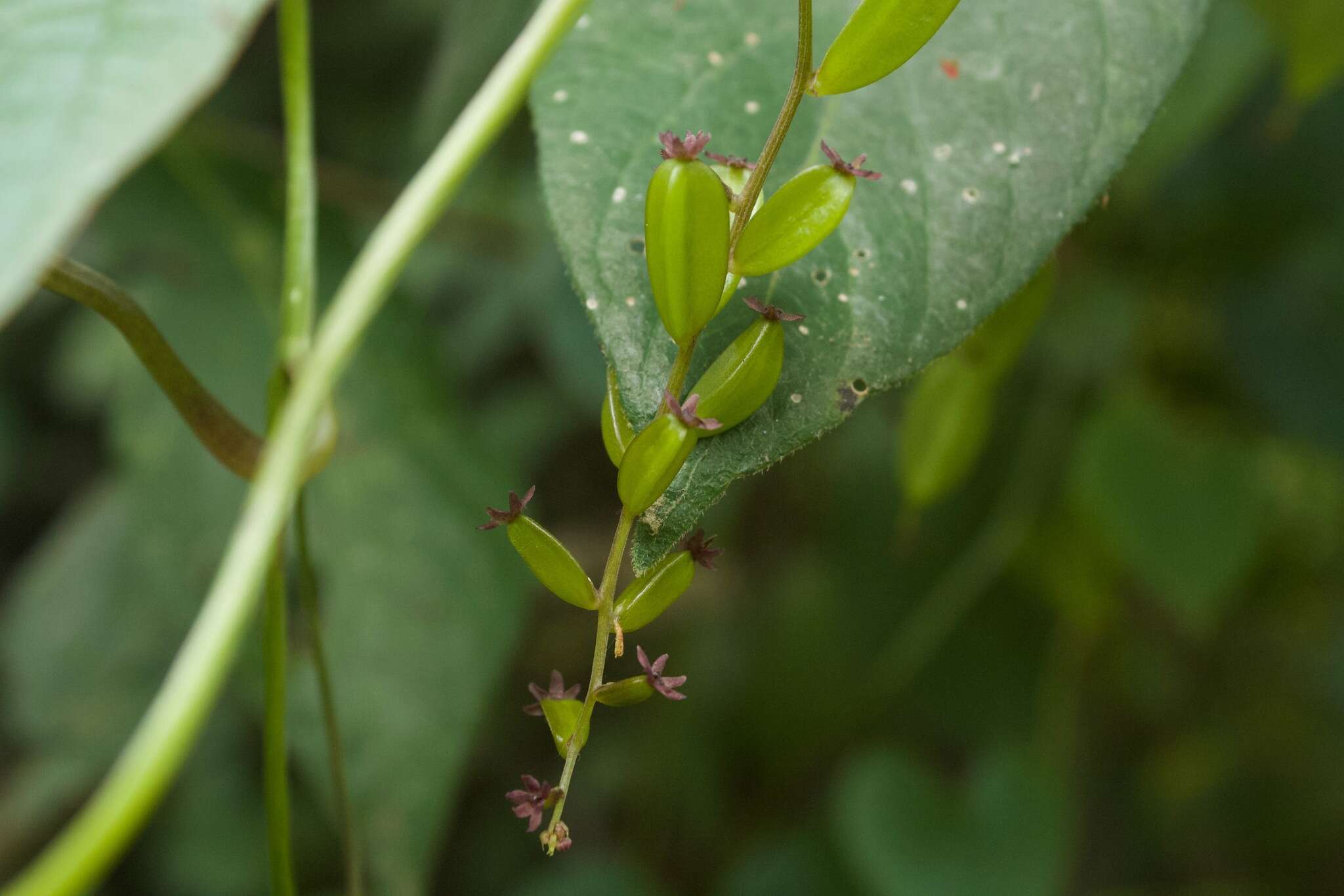 Image of Dioscorea piperifolia Humb. & Bonpl. ex Willd.