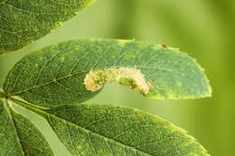 Image of Rowan Midget