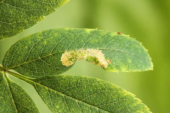 Image of Phyllonorycter sorbi (Frey 1855)