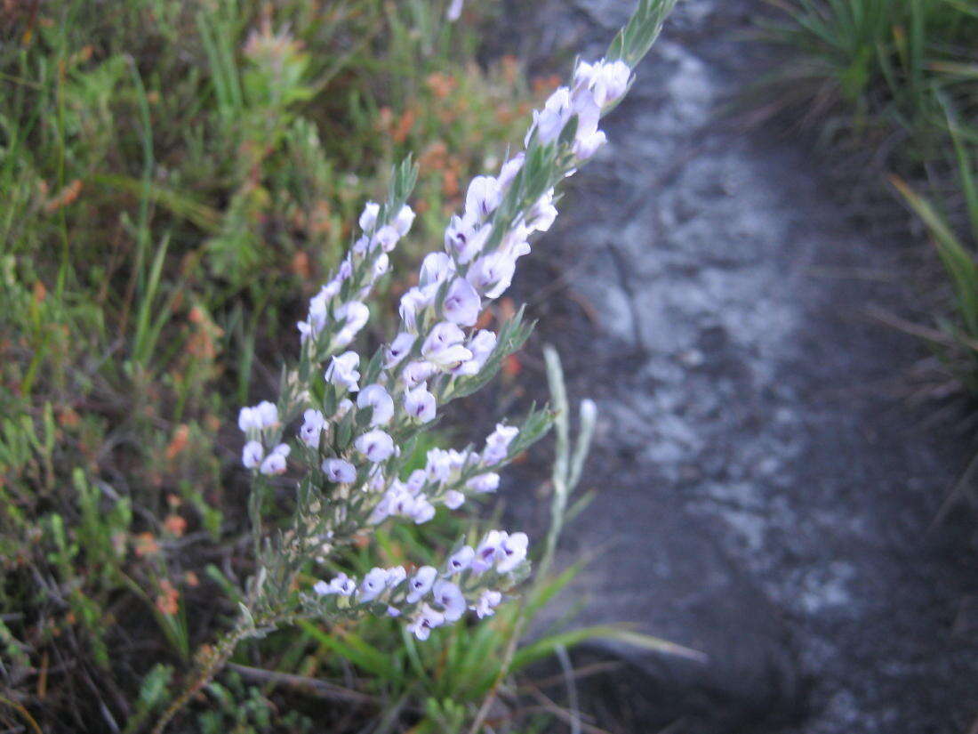 Image of Amphithalea axillaris Granby