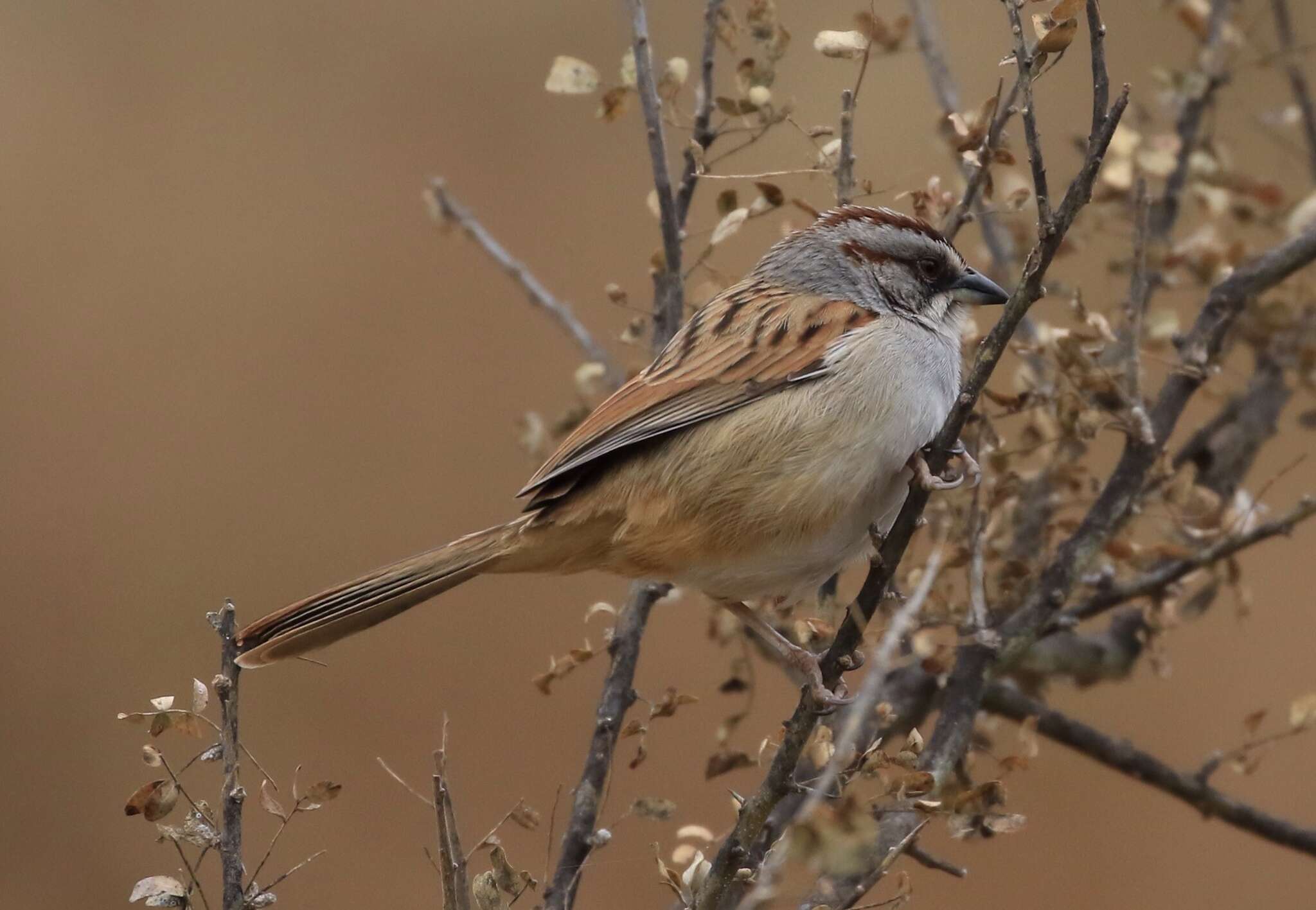 Image of Yungas Sparrow