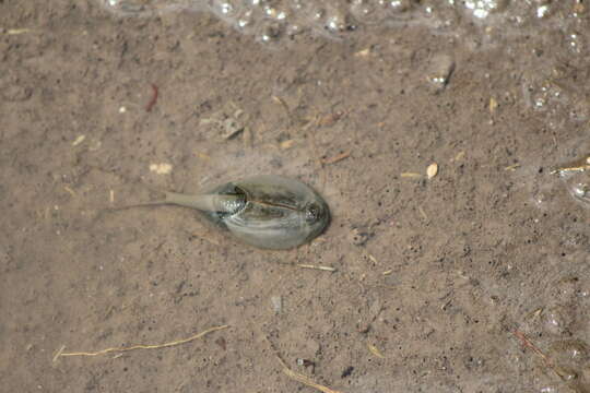 Image of Summer tadpole shrimp