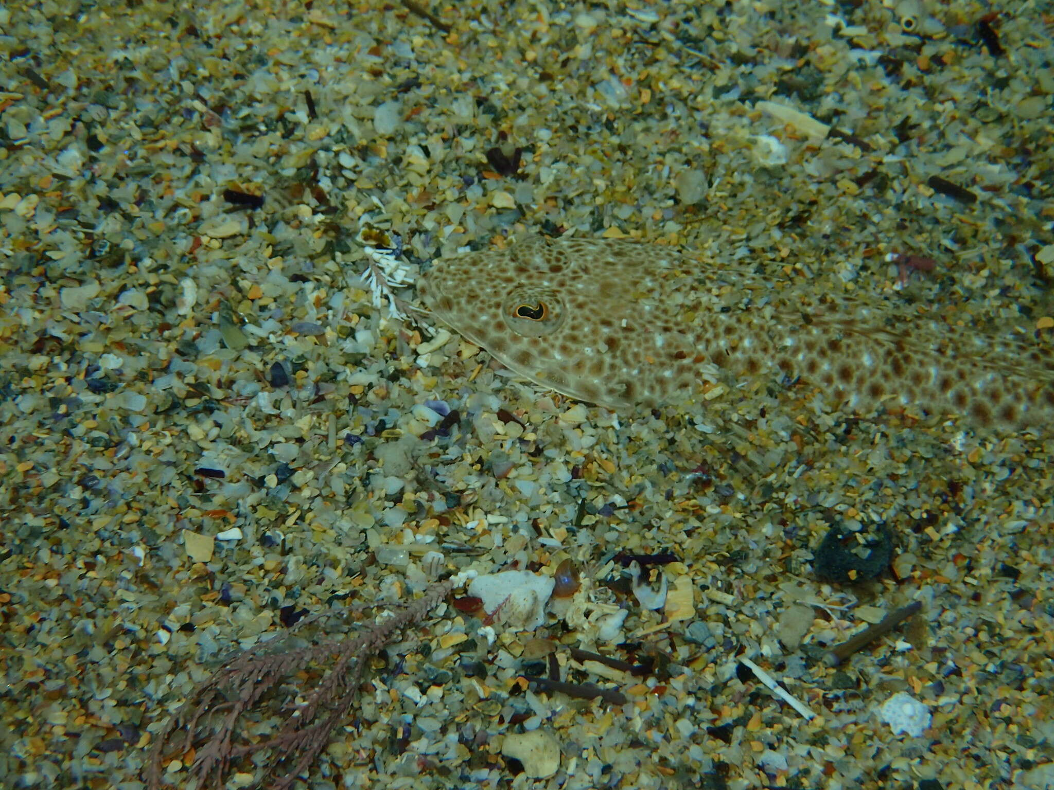 Image of Blue-spotted flathead