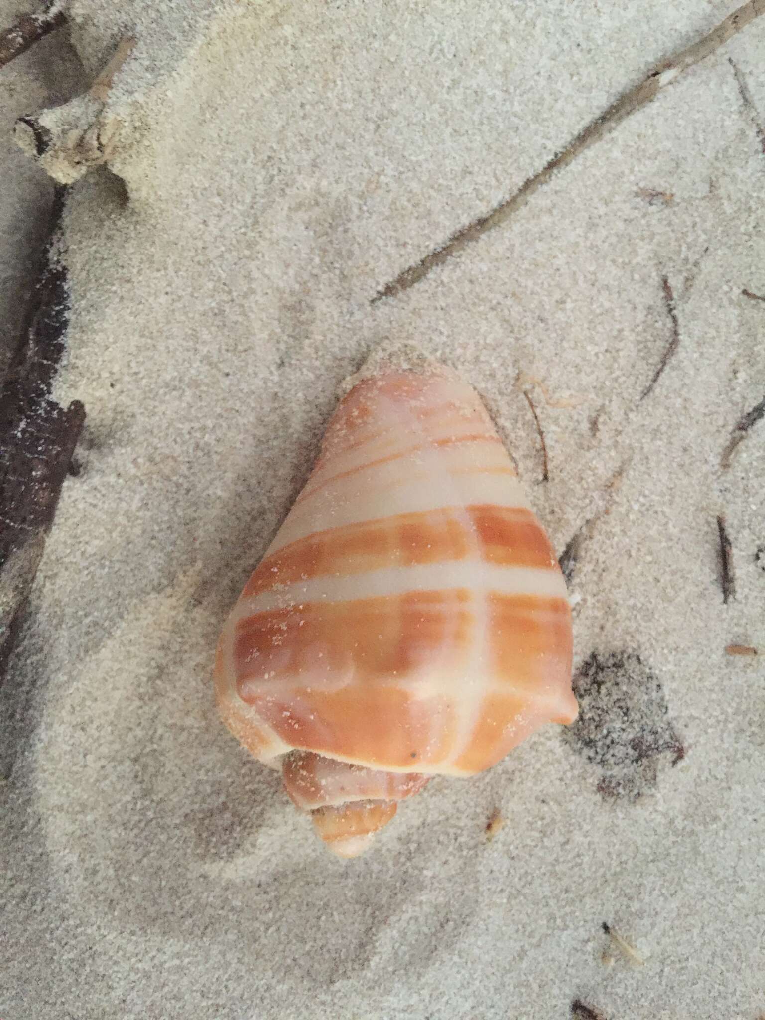 Image of West Indian crown conch