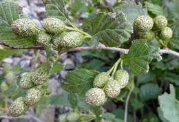 Image of European Green Alder