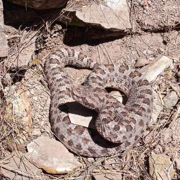 Imagem de Bothrops ammodytoides Leybold 1873