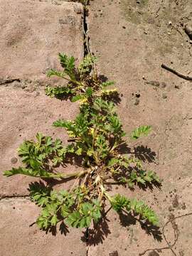 Image of Bushy Cinquefoil