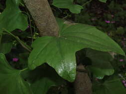 Image of Dioscorea bryoniifolia Poepp.