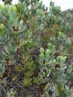 Image of Leucadendron loranthifolium (Salisb. ex Knight) I. Williams