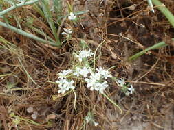 Image of Myers' pincushionplant