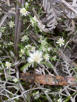 Imagem de Laxmannia sessiliflora Decne.