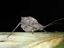 Image of Typophyllum inflatum Vignon 1925