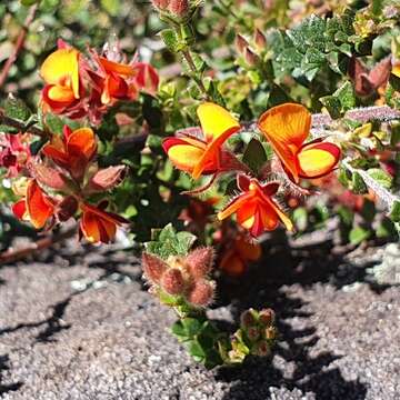 Image of Oxylobium cordifolium Andrews