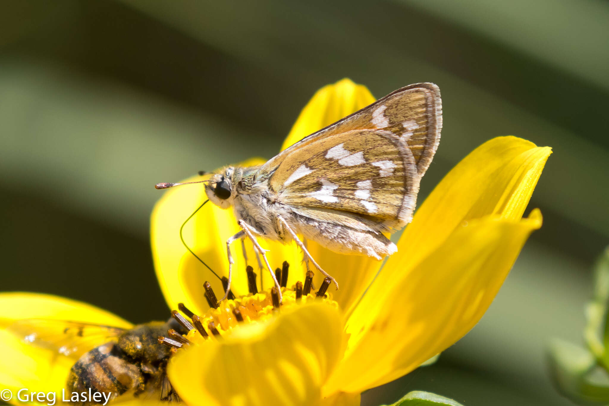 Image of Green Skipper