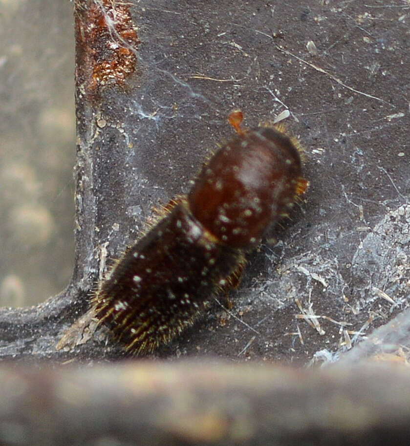 Image of <i>Xyleborinus saxesenii</i>