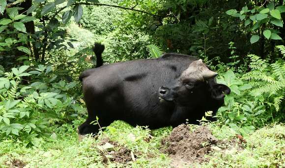 Image of Gaur