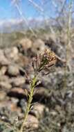 Image of Descurainia erodiifolia (Phil.) Prantl ex Reiche