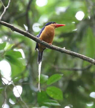 Image of Buff-breasted Paradise Kingfisher