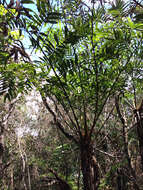 Image of Cyathea corcovadensis (Raddi) Domin