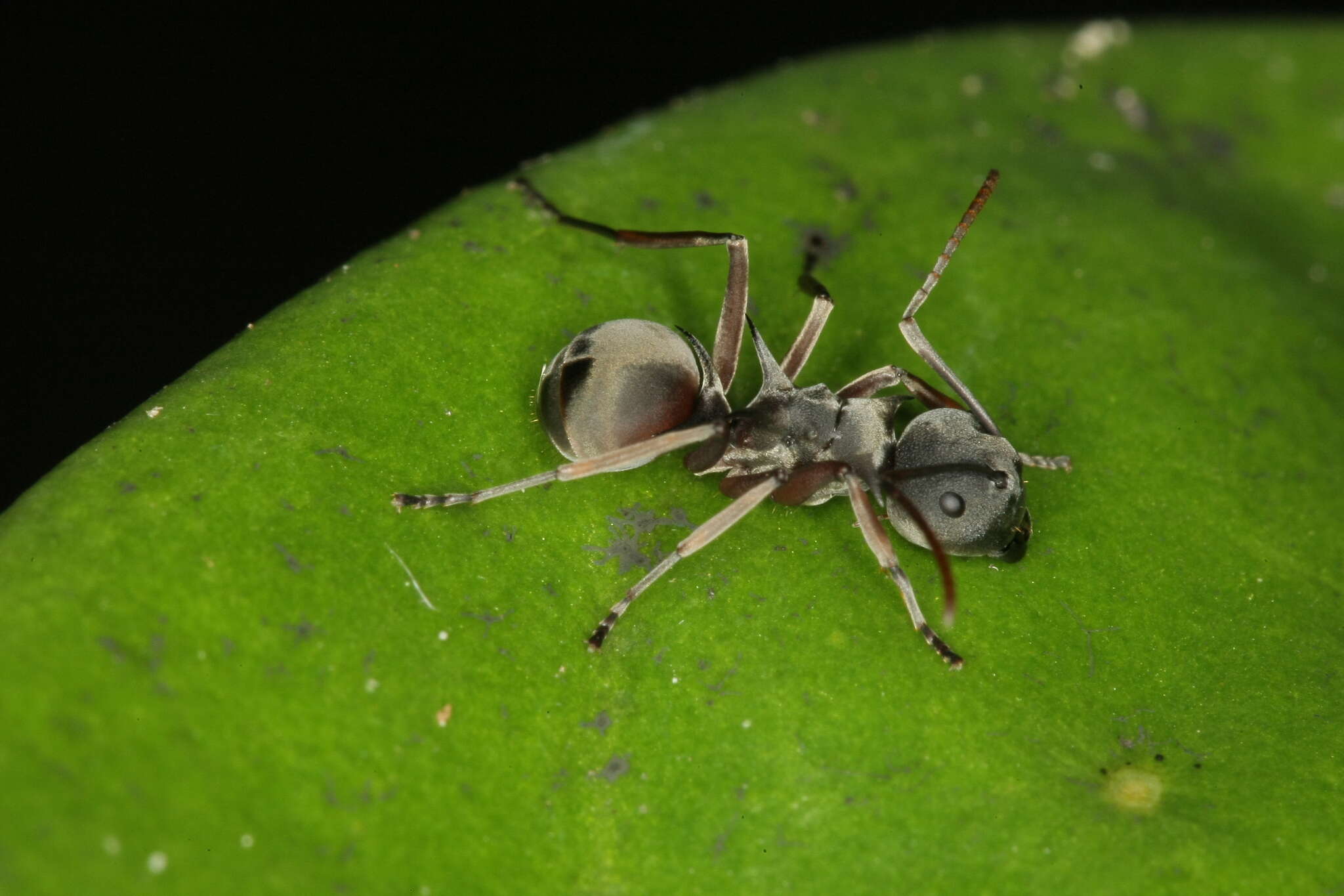 Image de Polyrhachis cephalotes Emery 1893