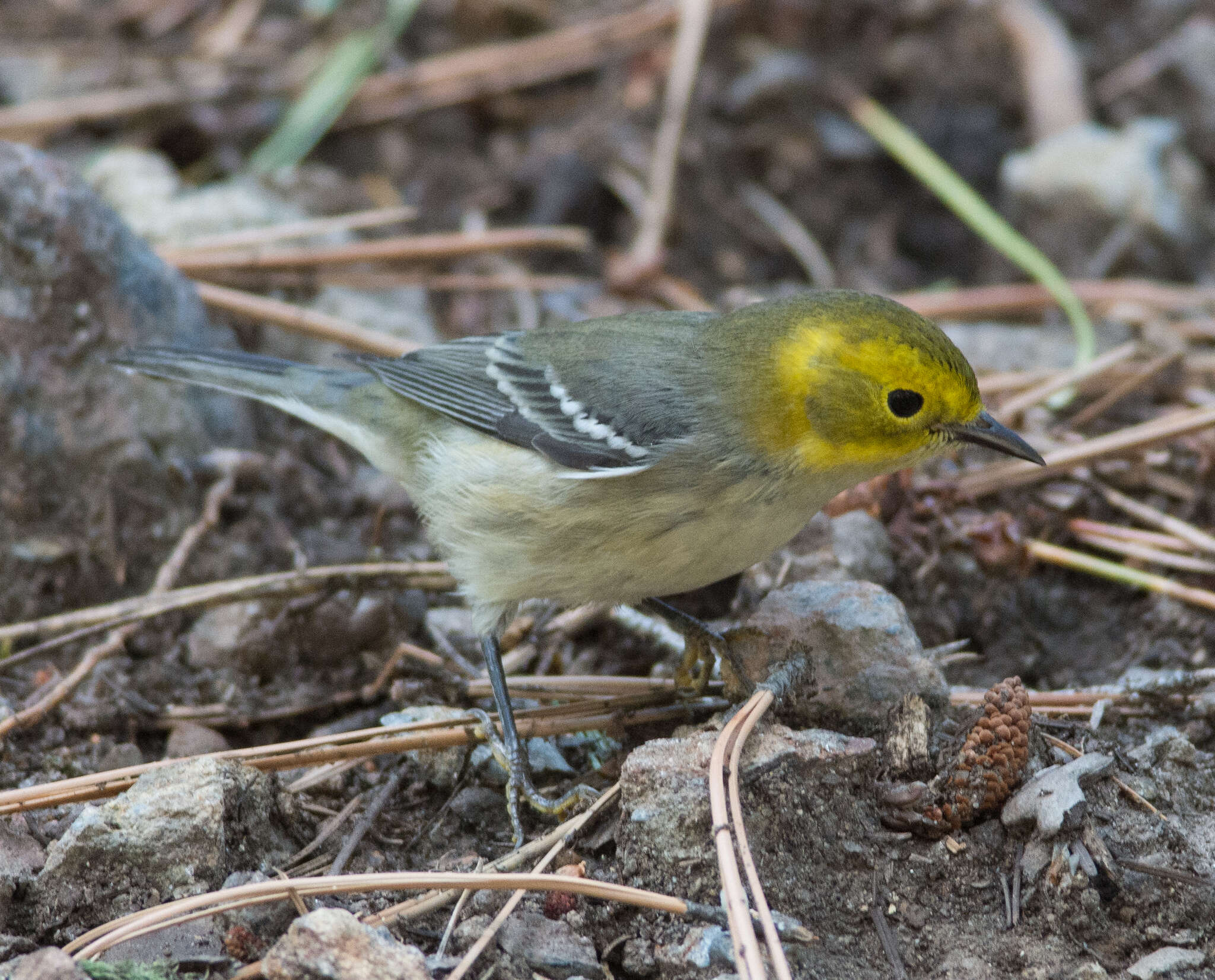 Image of Hermit Warbler