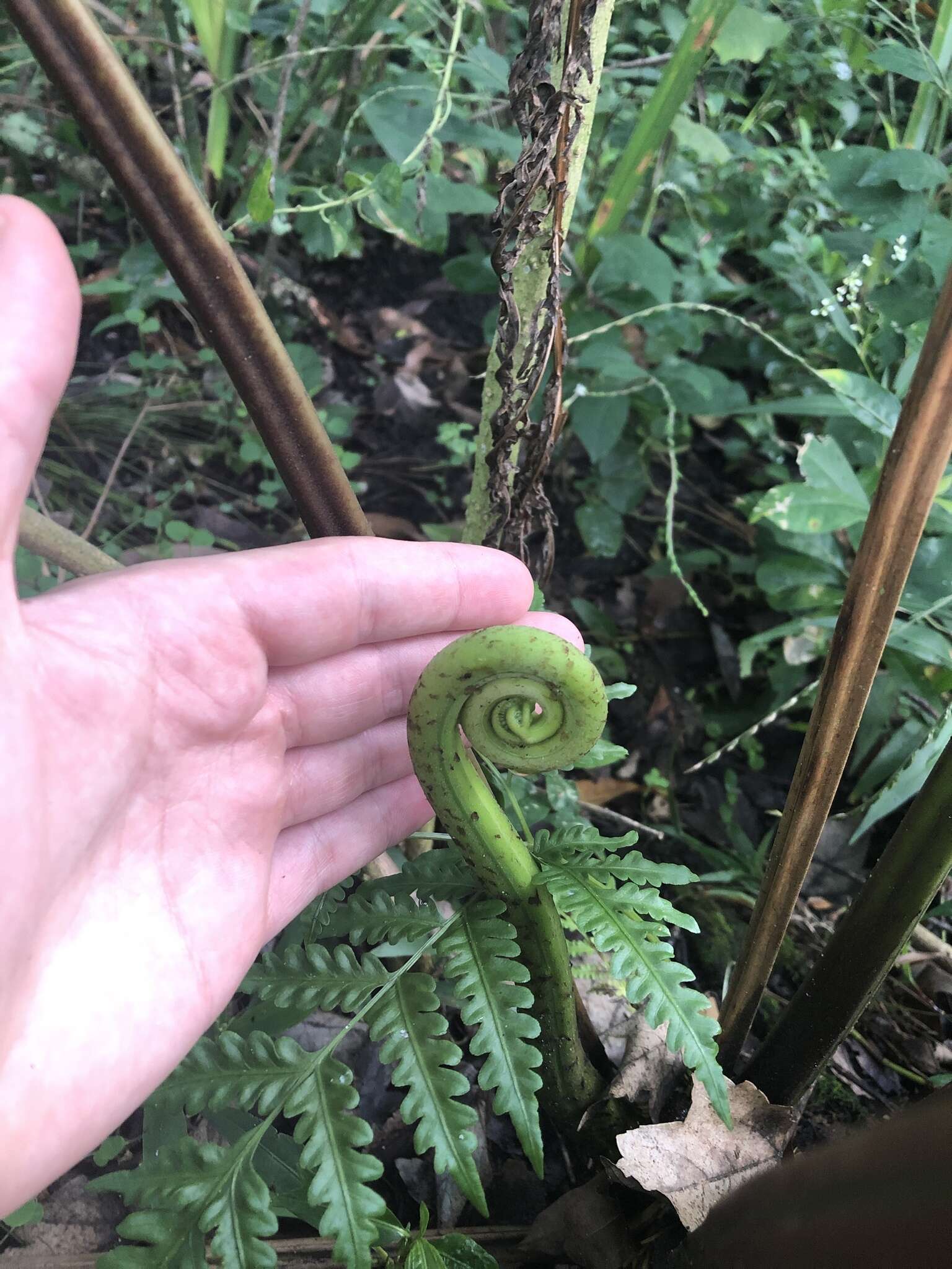 Pteris tripartita Sw. resmi