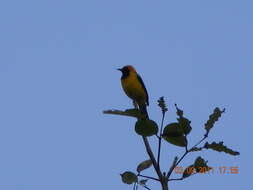 Icterus auricapillus Cassin 1848 resmi