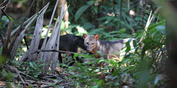 Image of Short-eared Dogs