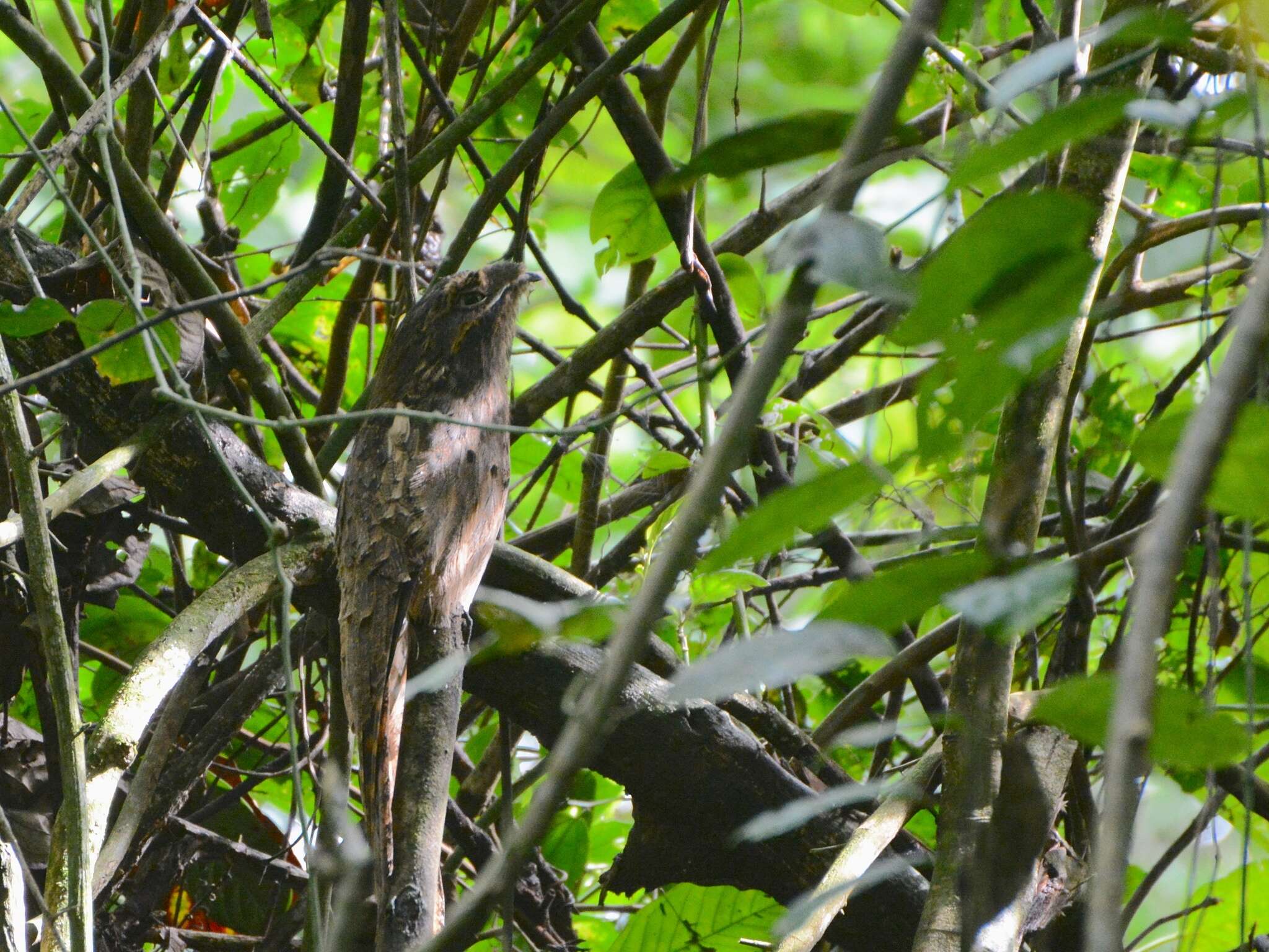 Image of Long-tailed Potoo