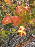 Imagem de Daviesia alternifolia Endl.