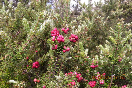 Image de Vaccinium reticulatum Sm.