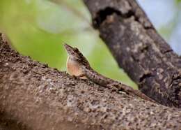 Imagem de Anolis angusticeps Hallowell 1856