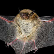 Image of Myotis lavali Moratelli, Peracchi, Dias & de Oliveira 2011