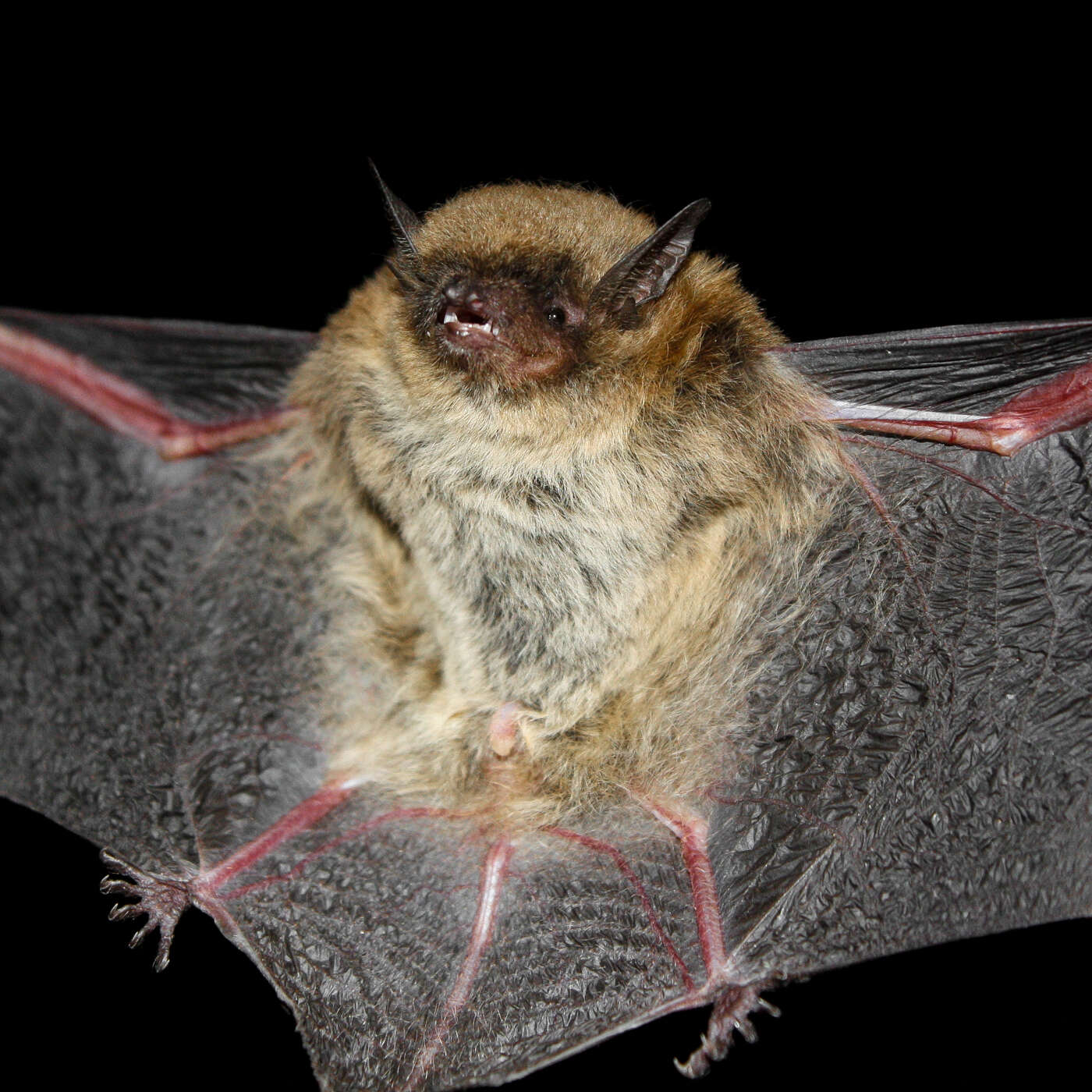 Image of Myotis lavali Moratelli, Peracchi, Dias & de Oliveira 2011