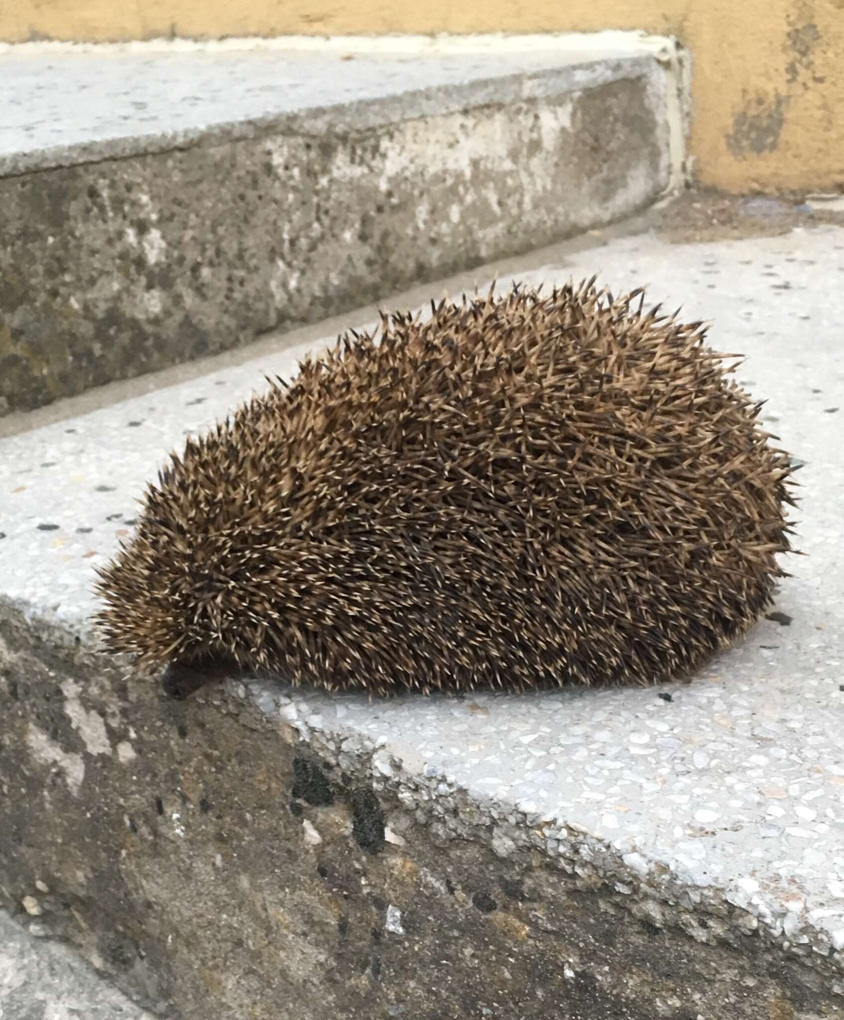 Image of Eastern European Hedgehog