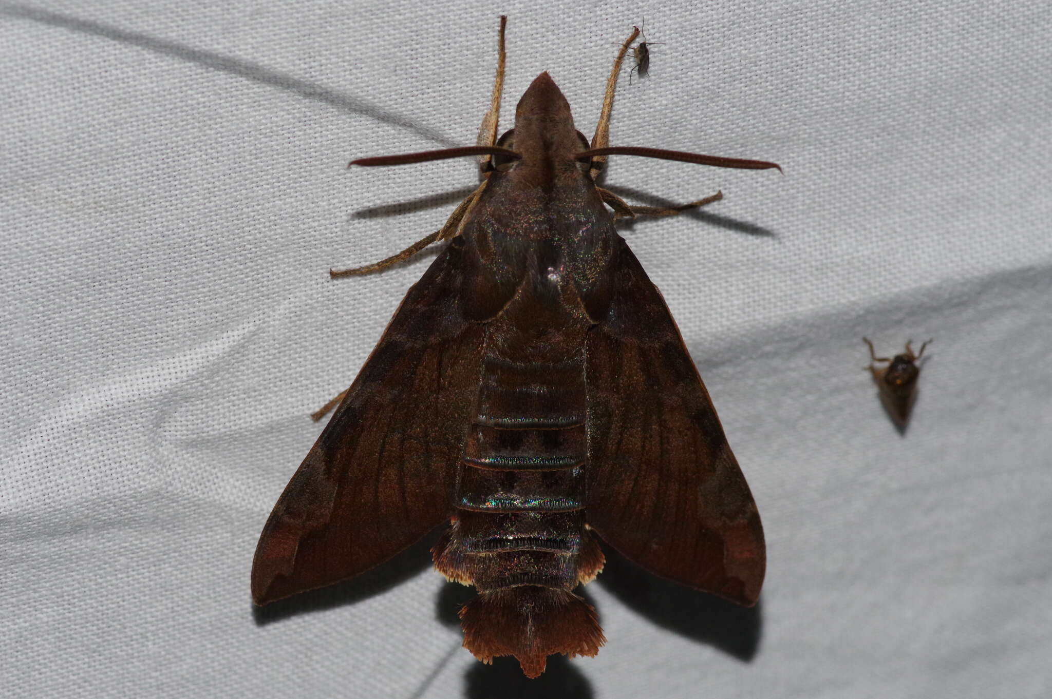 Image of Macroglossum saga Butler 1878